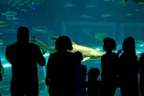 Visita AquaRio 4